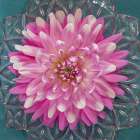 USA-Washington State-Seabeck Pink dahlia in crystal bowl Art Print